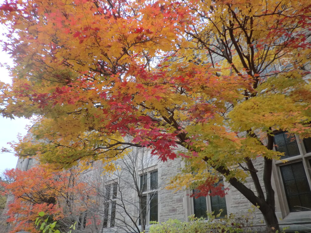 カナダワーホリ 4 写真で見る トロントの気候と季節 秋の紅葉 ユキノリンゴ